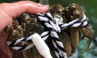 怎样洗大闸蟹 如何洗大闸蟹