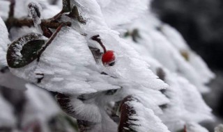 下雪了写一段话 描述下雪写一段话