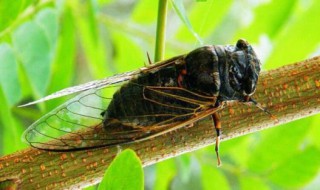诗经有蝉的句子 诗经里对蝉的吟诵诗句