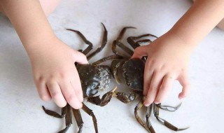 吃螃蟹的正确方法 螃蟹有什么营养价值