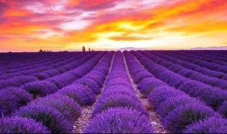 普罗旺斯代表什么意思 普罗旺斯有什么含义