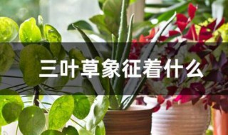 三叶草代表什么 三叶草象征着什么