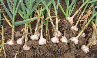 大蒜怎样种植 大蒜如何种植