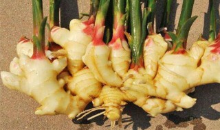 怎样种生姜 生姜的种植方法