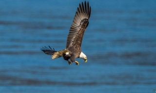 美国的代表动物是什么 象征美国的动物介绍