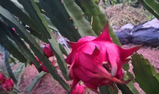 怎样种植火龙果 如何种植火龙果