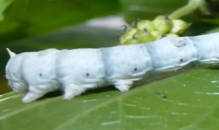 蚕宝宝怎样分公母 蚕宝宝分公母的方法