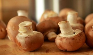 怎样种植蘑菇 蘑菇的种植技术