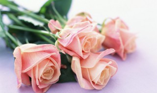 送粉玫瑰代表什么意思 送粉玫瑰代表的意思是什么