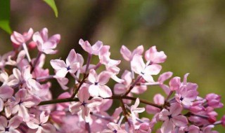 丁香花的寓意代表什么 丁香花介绍