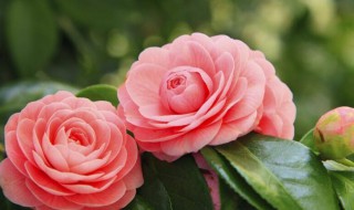 茶花代表什么象征意义 茶花的寓意是什么