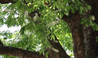 菩提树代表什么意思 菩提树的寓意和象征含义