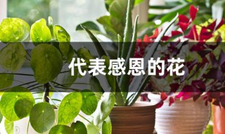 什么花代表感恩 代表感恩的花介绍