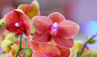 怎样养殖蝴蝶兰 蝴蝶兰的养殖方法