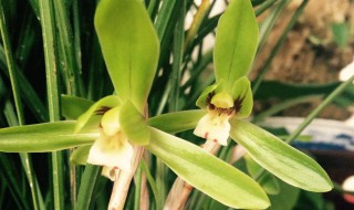 兰花开了代表什么意思 兰花开了有什么意思