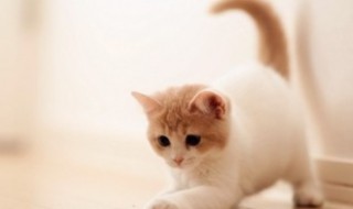 小猫如何分辨公母 小猫公母如何区分