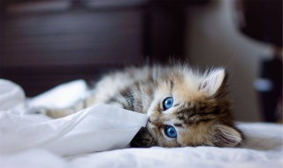 怎么教小猫用猫砂 教小猫用猫砂的方法