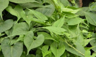 夜交藤的功效与作用及禁忌 夜交藤的功效是什么