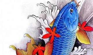 鲤鱼代表什么寓意 鲤鱼有什么寓意