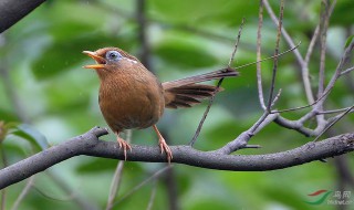 怎样养画眉乌 养画眉乌的方法