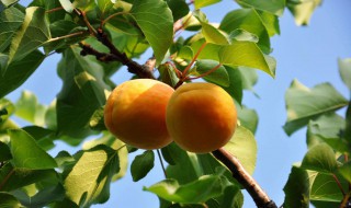 杏的功效与作用及禁忌 杏的好处和注意事项介绍