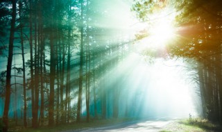 森林的好处有哪些 森林的6大作用