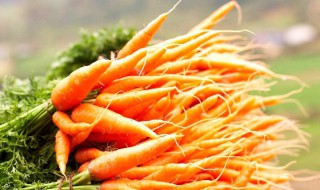 胡萝卜发芽了还能吃吗 胡萝卜发芽能吃解析