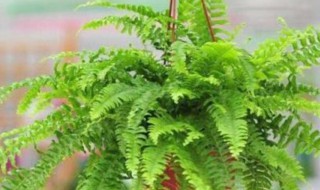 哪些植物吸甲醛最好 吸甲醛的植物有哪些