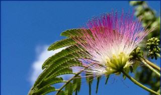 合欢草的功效与作用 合欢草有清心明目的功效吗