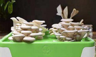 如何种植蘑菇 蘑菇的种植方法