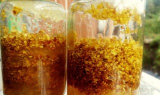 如何保存桂花 桂花保存方法介绍