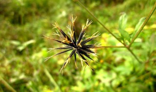 婆婆针的功效与作用 婆婆针的好处介绍