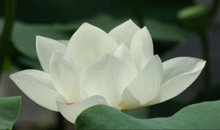 白荷花的功效与作用 白荷花有什么功效