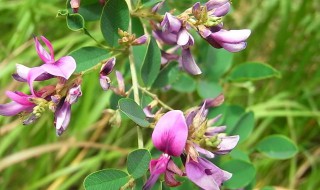 胡枝子的功效与作用 胡枝子的好处介绍