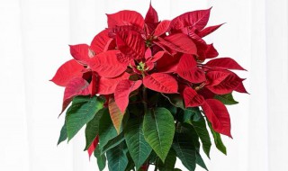 一品红养花技巧 一品红怎么养