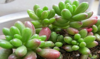 虹之玉爆盆简单技巧 虹之玉爆盆简单技巧推荐