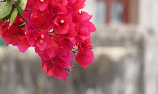 三角梅过冬修剪技巧 三角梅过冬修剪技巧简述