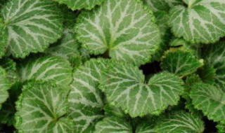 虎耳草养殖技巧 虎耳草如何养殖