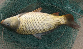 暮秋钓鲤鱼技巧 暮秋钓鲤鱼方法