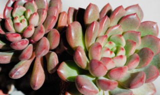 防止多肉化水和冻伤3个小技巧 防止多肉化水和冻伤的技巧有哪些