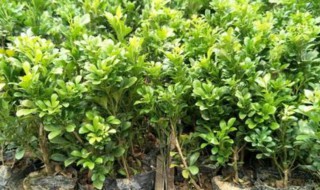 米兰秋天修剪方法 米兰秋天如何修剪