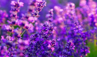 怎样插花才好看 插花好看的方法