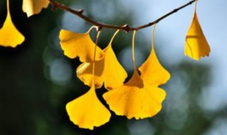 银杏叶怎么保存 银杏叶的保存方法