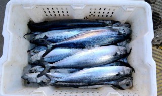 鲅鱼怎么保存 鲅鱼的保存方法