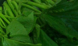 红薯叶怎么保存到冬天 如何保存红薯叶存到冬天