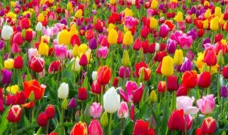 郁金香种子怎么保存 郁金香种子的保存方法