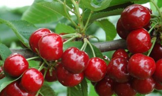 樱桃放冰箱怎么保存 樱桃如何保存