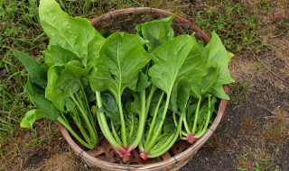 怎么保存菠菜 如何存放菠菜