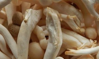 白玉菇怎么保存 白玉菇如何保存