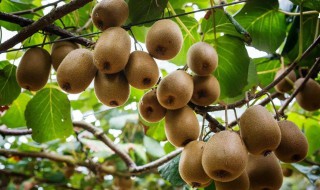 刚摘的猕猴桃怎么保存 猕猴桃保存方法